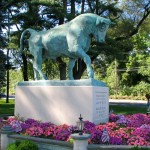 bull