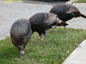 turkeys