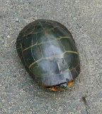 claypitturtle