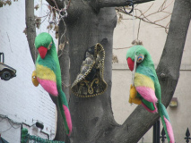 139stparrots