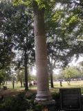 parkcolumnjerash2