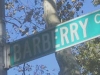 barberry1