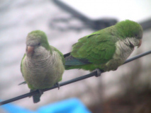 parrots023