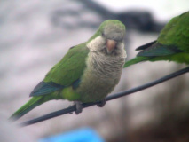 parrots025