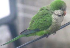 parrots028