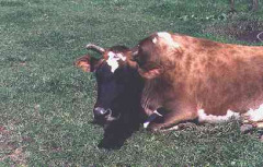 cow1