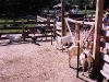 goats1