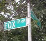 foxterrace2