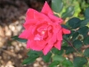 rose-rose_