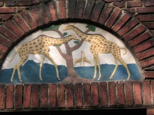 49-giraffes