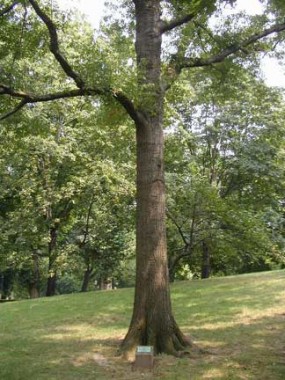 SECRETS OF CENTRAL PARK - Forgotten New York